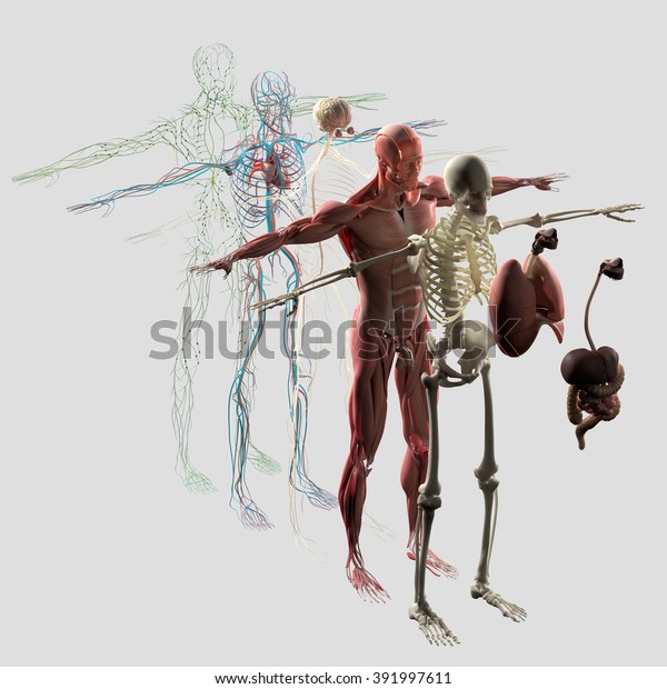 人間の解剖学の分解図 構造解除 筋肉 骨 臓器 神経系 リンパ系 血管系の各エレメントを分離する のイラスト素材
