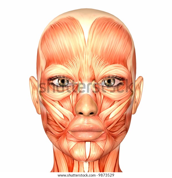 Human Anatomy Face Stock Illustration 9873529