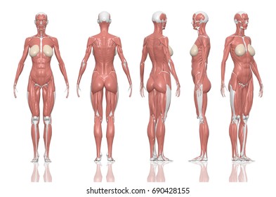 Anatomie weibliche Muskeln vom Menschen. 3D-Illustrationen und Pfade wurden durchgeschnitten.