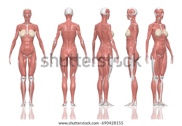 人間の解剖学的な女性の筋肉 3dイラストとパスが内側に切り取られまし