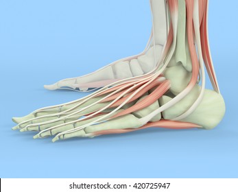 Anatomy Illustration Human Foot 3d Illustration Stock Illustration ...