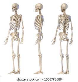 Human Anatomy Full Body Male Skeleton Stock Illustration 1506796589 ...