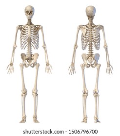 2,566 Skeleton front back Images, Stock Photos & Vectors | Shutterstock