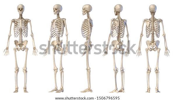 208,201 Skeleton White Background Images, Stock Photos & Vectors 