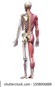 Human Anatomy full body skeletal, muscular and cardiovascular systems. Perspective view from the back, on white background. 3d Illustration