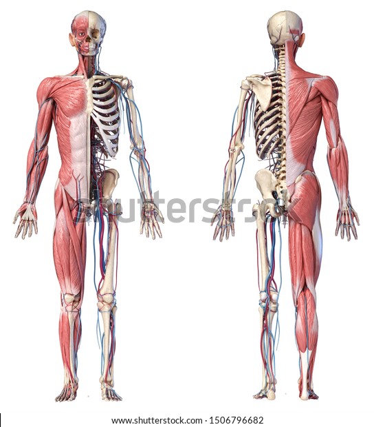 ヒト解剖学の全身骨格 筋肉 心血管系 白い背景に前後2つのビュー 3dイラスト のイラスト素材