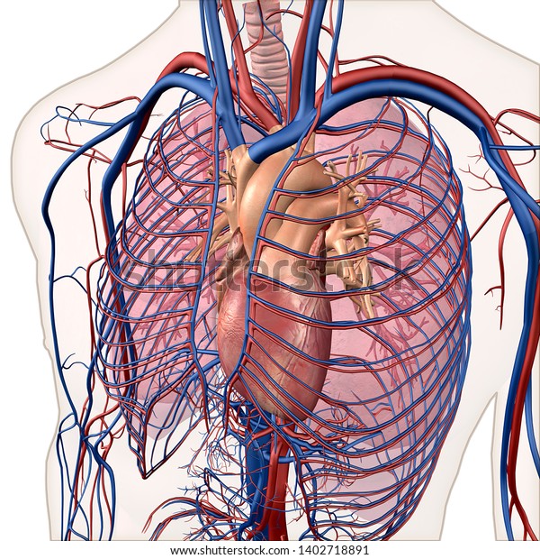 Human Anatomy Heart Lungs Major Arteries Stock Illustration 1402718891