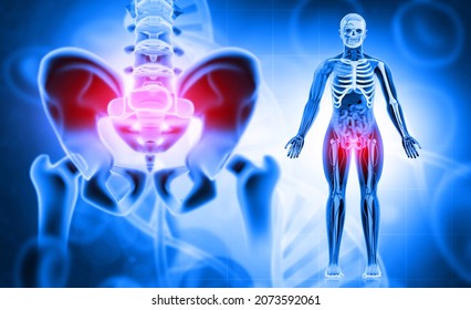 Human Anatomy. Hip Bone Or Pelvis. Bone Skeletal Structure X Ray. 3d Illustration