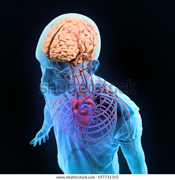 人間の解剖図 脳が見える中枢神経系 のイラスト素材