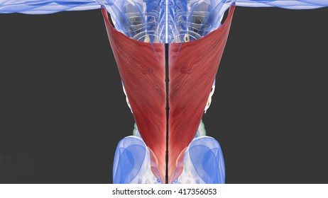 Ilustrasi Stok Human Anatomy Latissimus Dorsi Muscle D Shutterstock