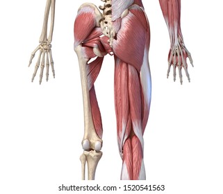 Human Anatomy,  Limbs and hip skeletal, muscular and cardiovascular systems, with sub layers muscles. back view, on black background. 3d Illustration.