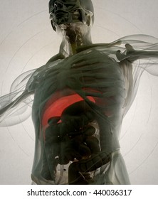 Human Anatomy Liver. Xray Like View, Futuristic Scan. 3d Illustration.