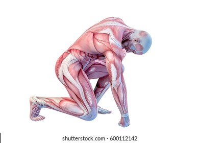 Human Anatomy - Male Muscles. 3D illustration.