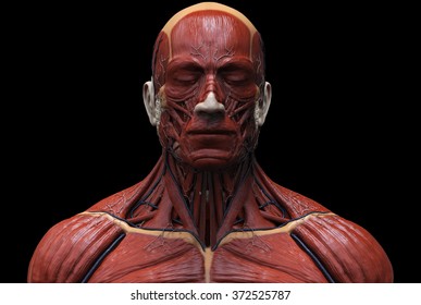 Human anatomy -  muscle anatomy of the face neck and chest 
front view 