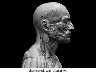 Human Anatomy -  Muscle Anatomy Of The Face Neck And Chest 
Front View 