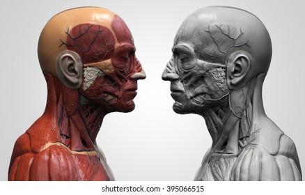 Human anatomy - muscle anatomy of the face neck and chest , medical image reference of human anatomy in 3D realistic render