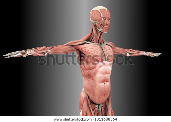 Human Anatomy Muscles 3d Illustration Stock Illustration 1811688364 ...