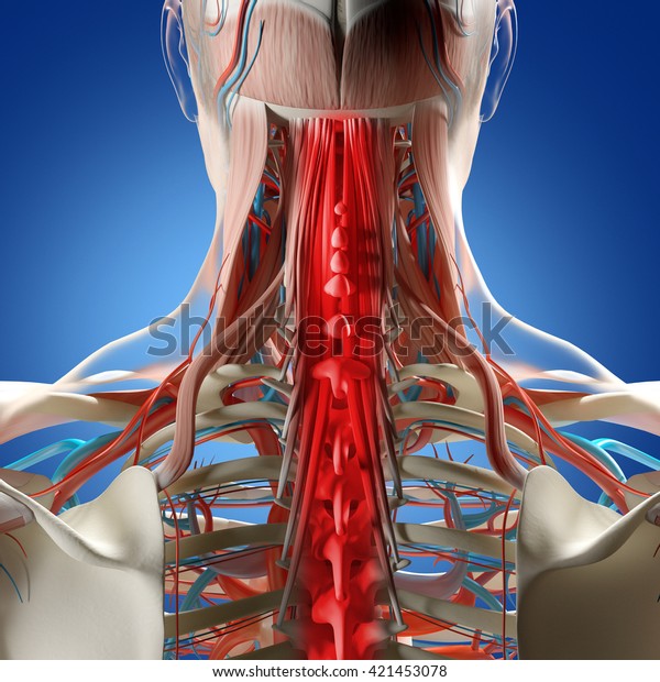 Human Anatomy Neck Spine Pain 3d Stock Illustration 421453078