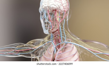 Human anatomy, organs, bones. Creative color palettes and designer details, unstructured showing parts, 3d render,	