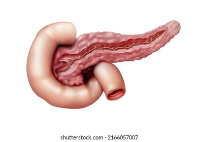 Human Anatomy. Pancreas On A White Background. 3D Illustration