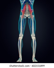 Human Anatomy, Psoas Muscle, Soul Muscle, Core Strength, Yoga, Pilates. 3D Illustration