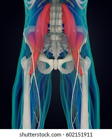 Human Anatomy, Psoas Muscle, Soul Muscle, Core Strength, Yoga, Pilates. 3D Illustration