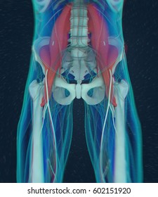 Human Anatomy, Psoas Muscle, Soul Muscle, Core Strength, Yoga, Pilates. 3D Illustration