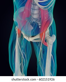 Human Anatomy, Psoas Muscle, Soul Muscle, Core Strength, Yoga, Pilates. 3D Illustration