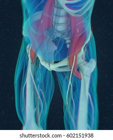 Human Anatomy, Psoas Muscle, Soul Muscle, Core Strength, Yoga, Pilates. 3D Illustration