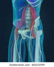 Human Anatomy, Psoas Muscle, Soul Muscle, Core Strength, Yoga, Pilates. 3D Illustration