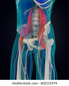 Human Anatomy, Psoas Muscle, Soul Muscle, Core Strength, Yoga, Pilates. 3D Illustration