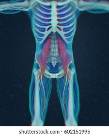 Human Anatomy, Psoas Muscle, Soul Muscle, Core Strength, Yoga, Pilates. 3D Illustration