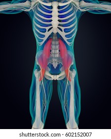 Human Anatomy, Psoas Muscle, Soul Muscle, Core Strength, Yoga, Pilates. 3D Illustration