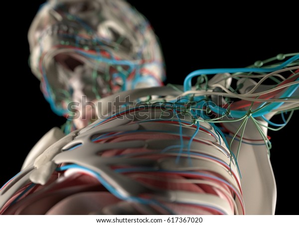 Human Anatomy Rib Cage Sternum Skeletal Stock Illustration 617367020