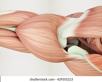 Human anatomy. Shoulder muscles, deltoid, top view. 3d illustration.