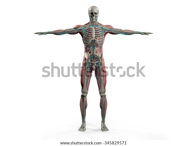 Human Anatomy Showing Back Full Body Stock Illustration 345829571