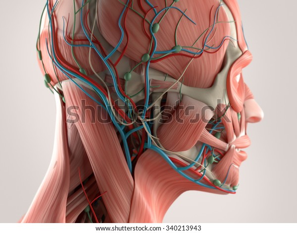 顔と頭の筋肉系 骨構造 血管系を示すヒト解剖学 のイラスト素材