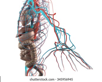 Human Anatomy Side View Abdomen Organs: Stockillustration 345956945