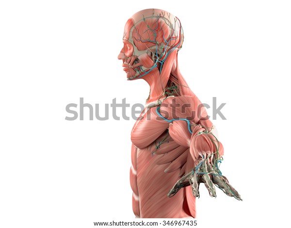 Human Anatomy Side View Head Showing Stock Illustration 346967435