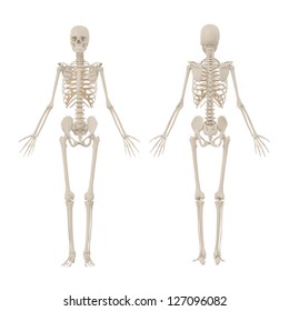 6,547 Human skeleton figure Images, Stock Photos & Vectors | Shutterstock