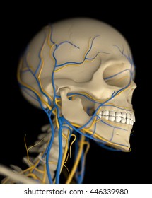 Anatomy | Stock Photo and Image Collection by Anatomy Insider