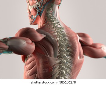 Human Anatomy Spine.