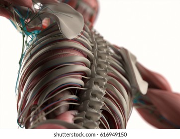 Human Anatomy Spine Rib Cage Scapula Stock Illustration Shutterstock