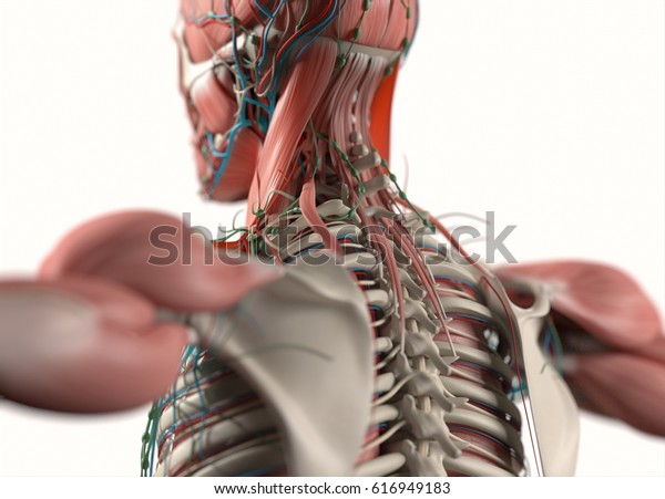 人間の解剖学的な脊椎 肩甲骨 首の後ろ 筋肉 骨格 血管 のイラスト素材