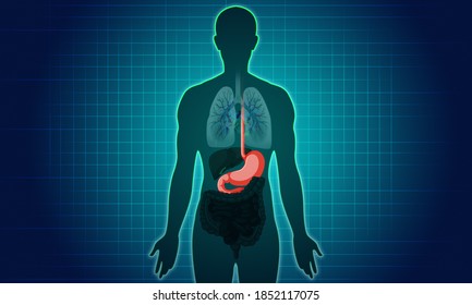 Human Anatomy: The Stomach Picture_2D Illustration