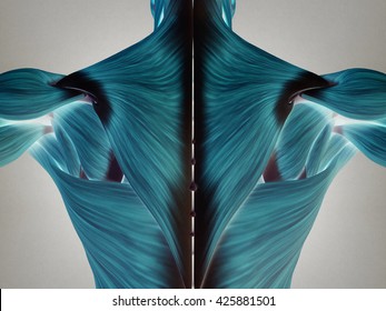 Human anatomy torso back muscles. 3D Illustration.