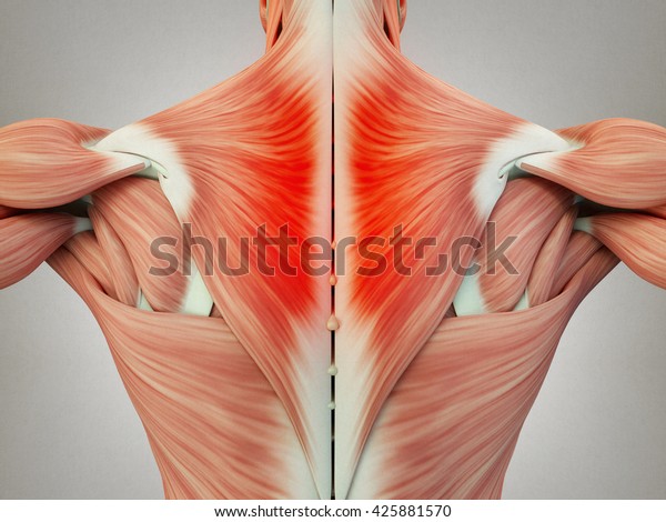 Back Muscles Anatomy Anatomy Of The Back Spine And Back Muscles Kenhub The Intrinsic Or Deep