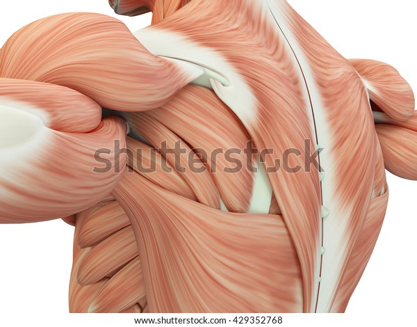 人間の解剖学 胴体 肩 筋肉 3dイラスト のイラスト素材
