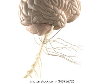 Human anatomy view of the brain and nervous system.