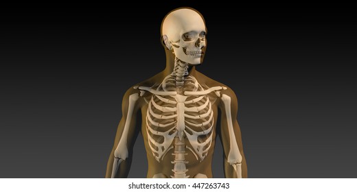 84,545 Human skeleton 3d Images, Stock Photos & Vectors | Shutterstock